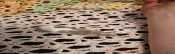 Mouse rodents for sale: 3 Cute Female Baby Fancy Mice - Advert 5