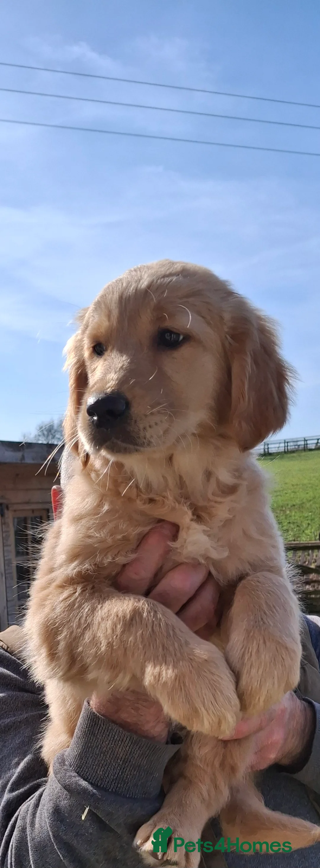 Golden Retriever dogs for sale: Golden Retreiver Puppies  - Advert 2