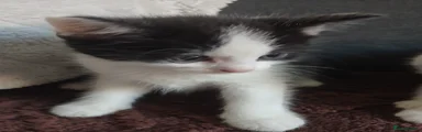 Bombay 4