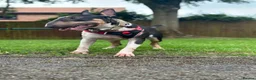 English Bull Terrier dogs for stud: Well Proven English bullterrier black tri stud  in Leicester - Advert 7