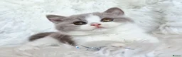 British Shorthair cats for sale: Gorgeous loving purr machines  - Advert 15