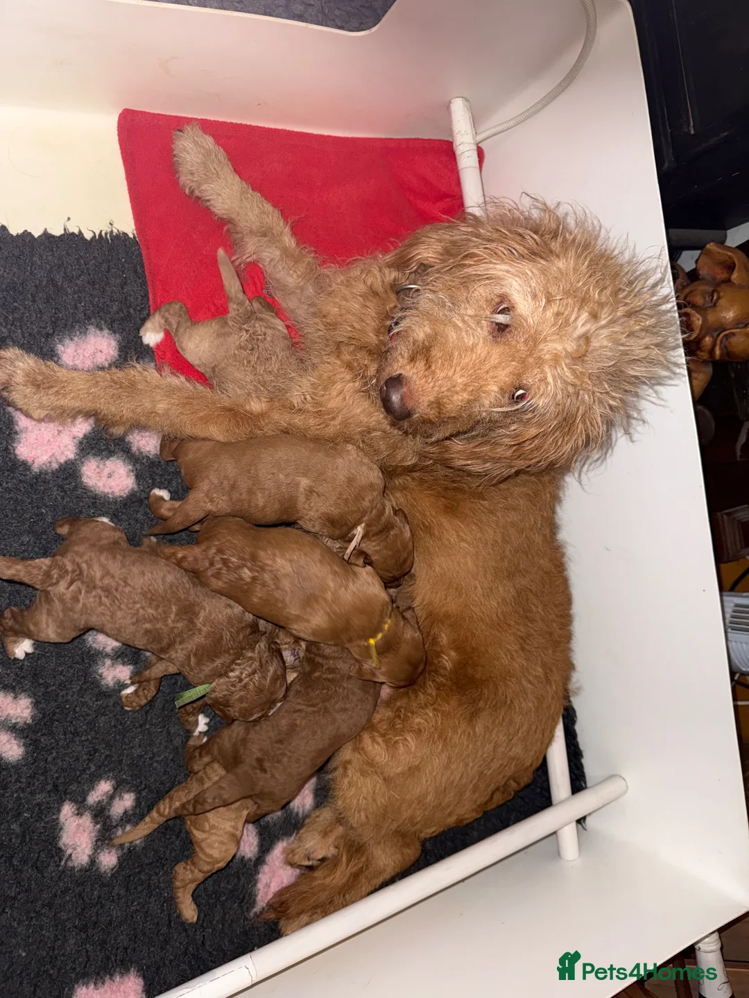 Mixed Breed dogs for sale: 5* health tested labradoodle x Australian doodles in Manchester - Advert 12