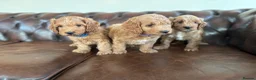 Cockapoo dogs for sale: F1 cockapoo puppies  - Advert 2