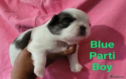 Shih Tzu dogs for sale: Adorable Tiny Imperial ShihTzu  - Image 5