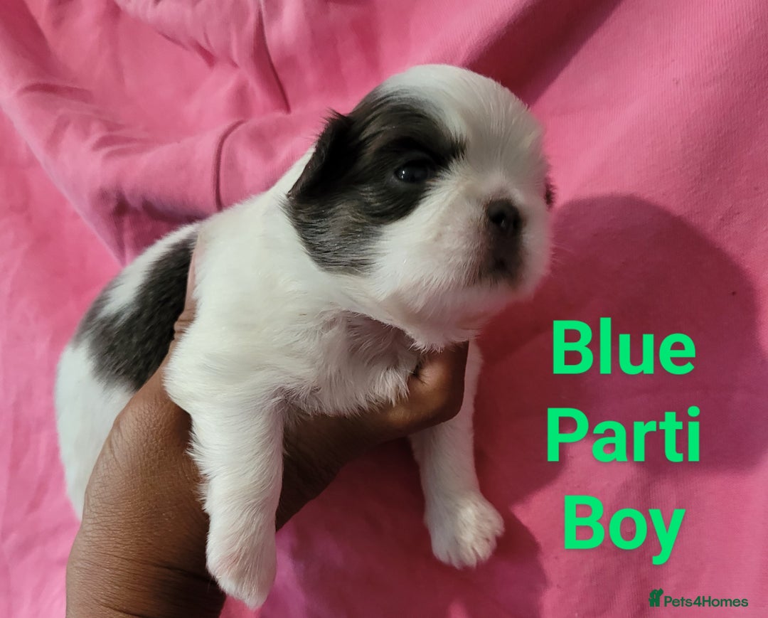 Shih Tzu dogs for sale: Adorable Tiny Imperial ShihTzu  - Image 5