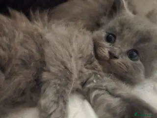 Scottish Fold cats 2 Gorgeous kittens available 1 boy 1 girl - Advert 1