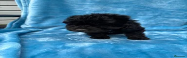 Cockapoo 5