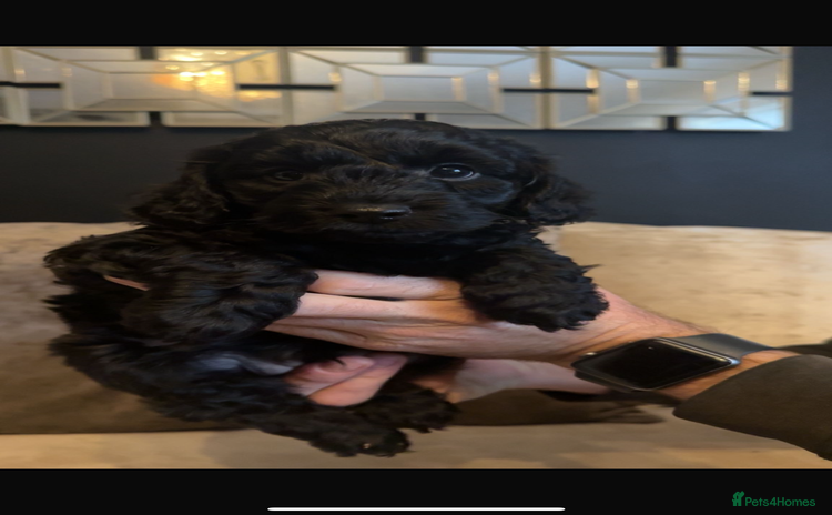 Cockapoo dogs - Advert 3