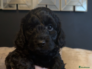 Cockapoo dogs - Advert 6