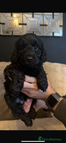 Cockapoo dogs - Advert 3