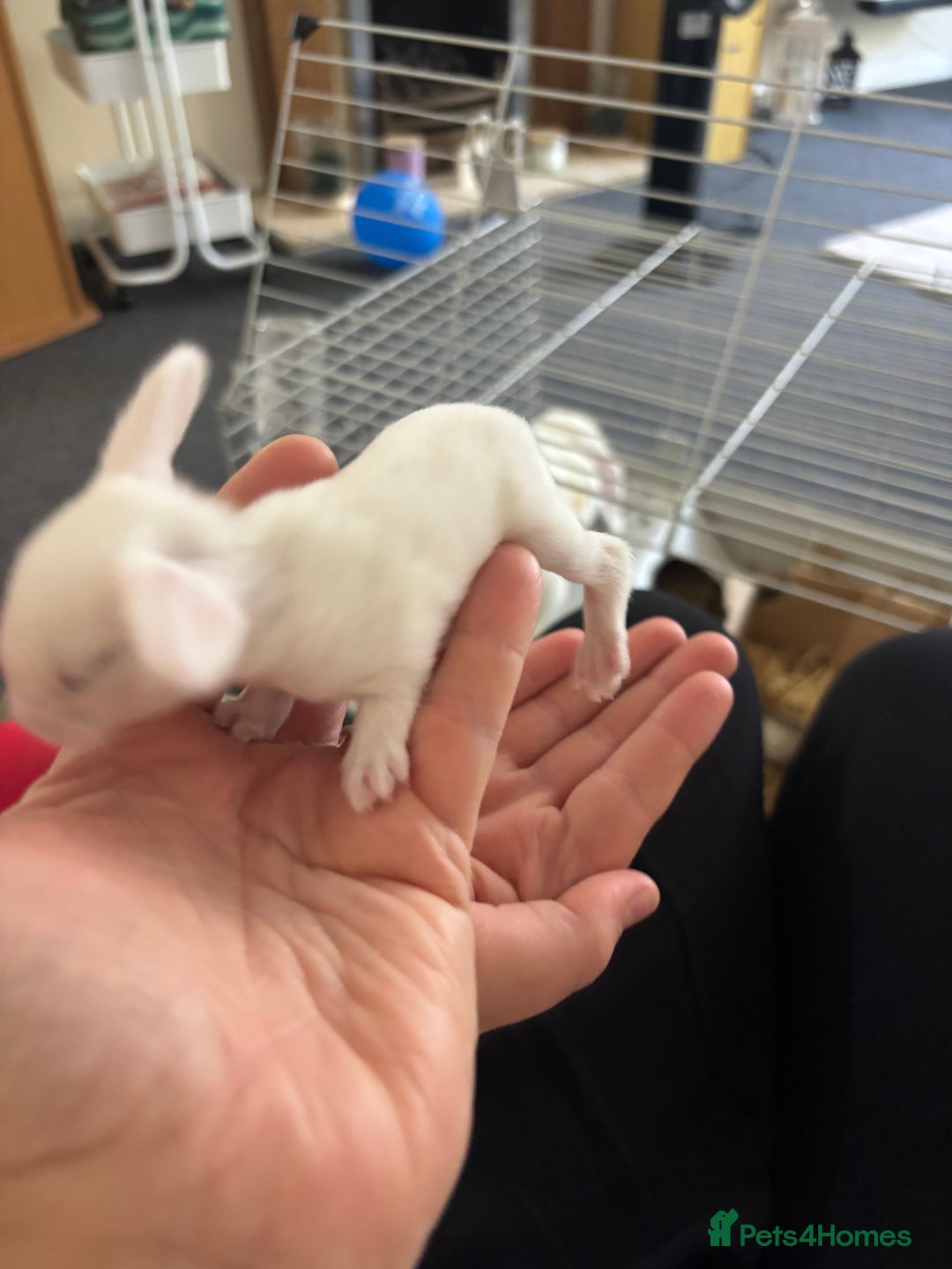 Dwarf Lop rabbits for sale: Baby bunnies - Image 6