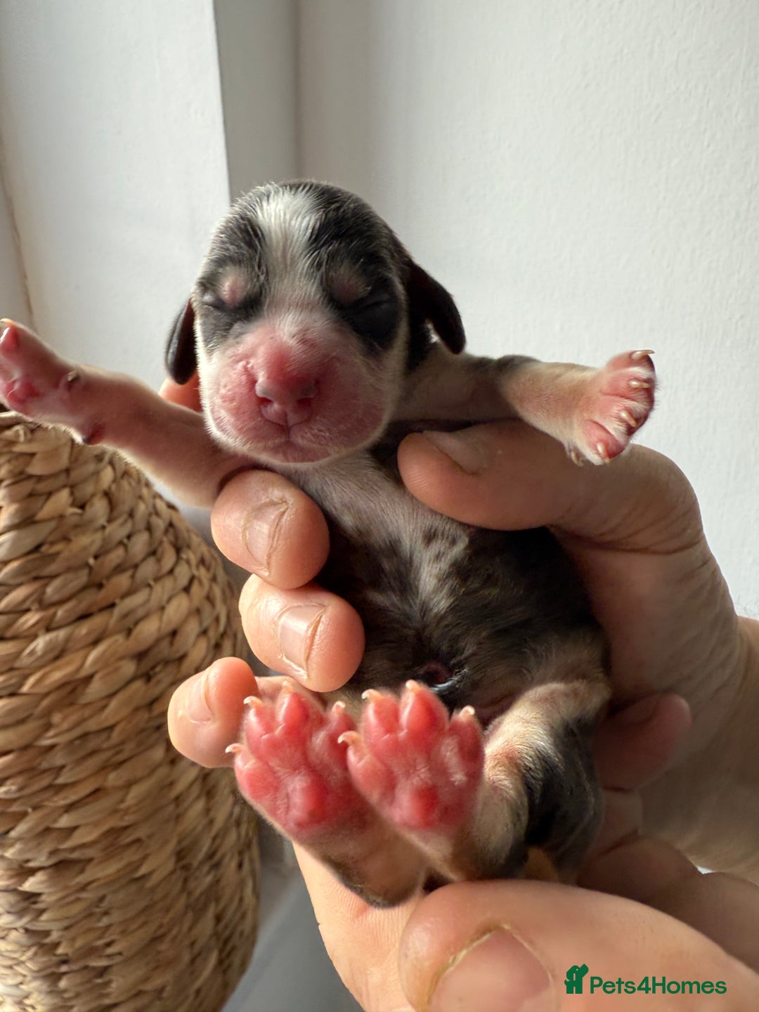 Cocker Spaniel dogs for sale: Exceptional pedigree KC champion show Cockers.  - Image 9