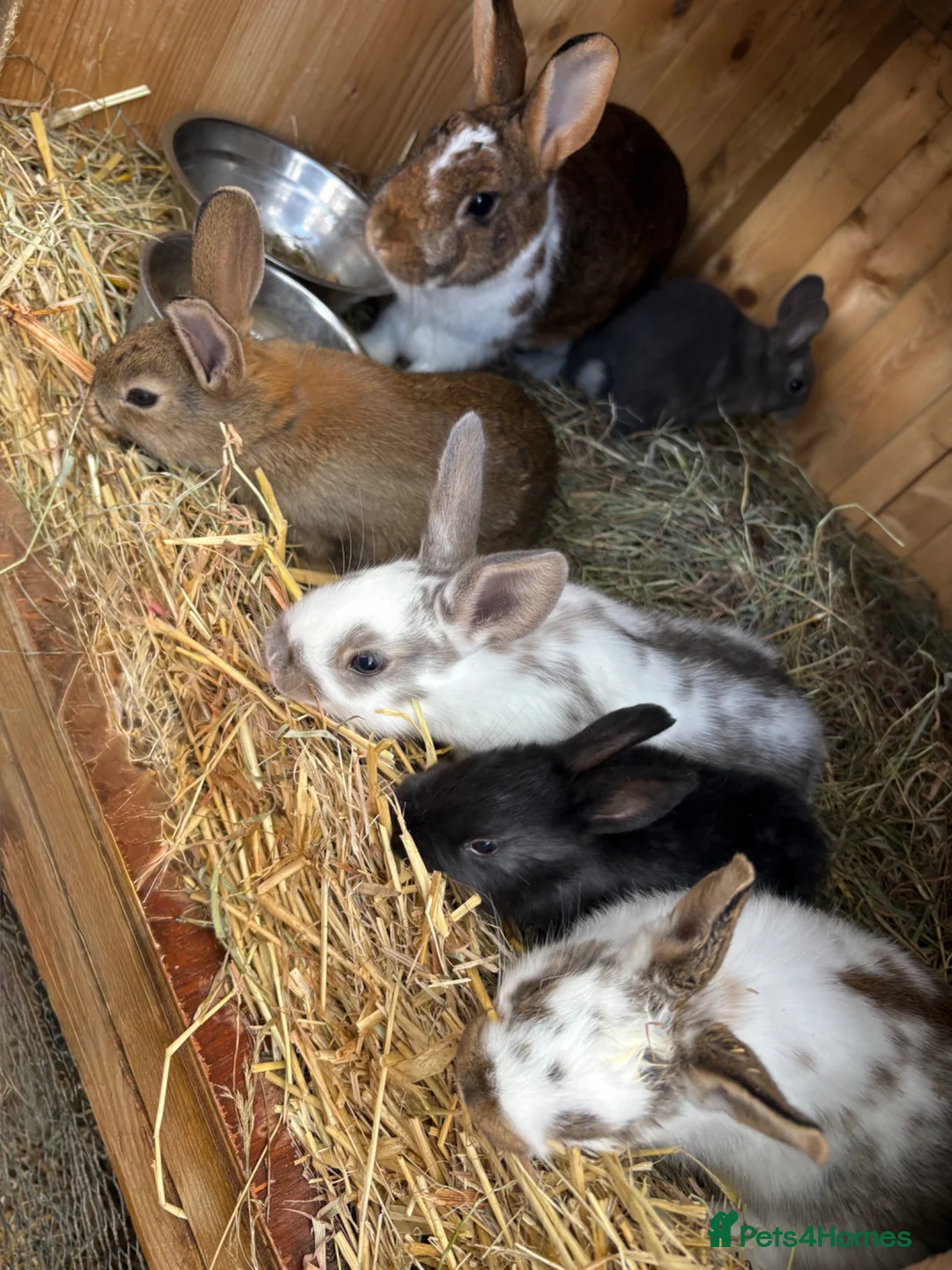 Mixed Breed rabbits for sale: Adorable Dutch Cross Baby Buck Rabbits for Sale in Stoke-on-Trent - Advert 5