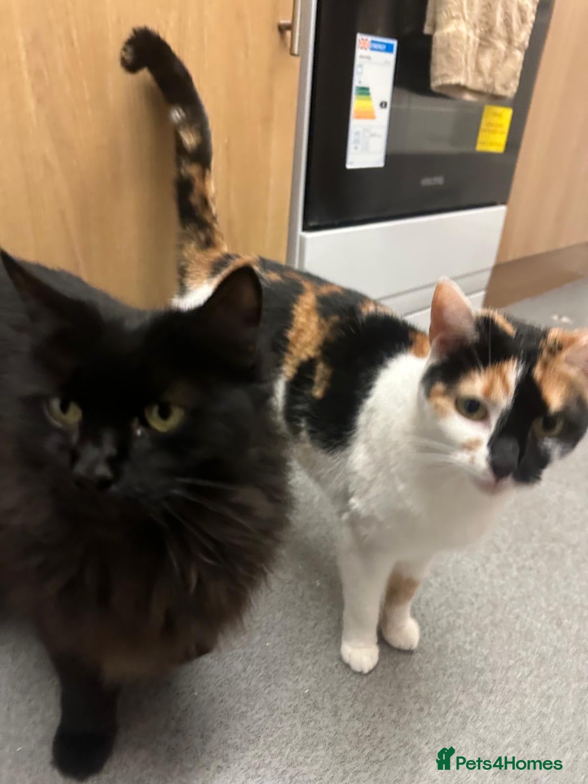 Mixed Breed cats 2 cats for sale  - Advert 3