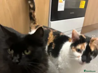 Mixed Breed cats 2 cats for sale - Advert 3