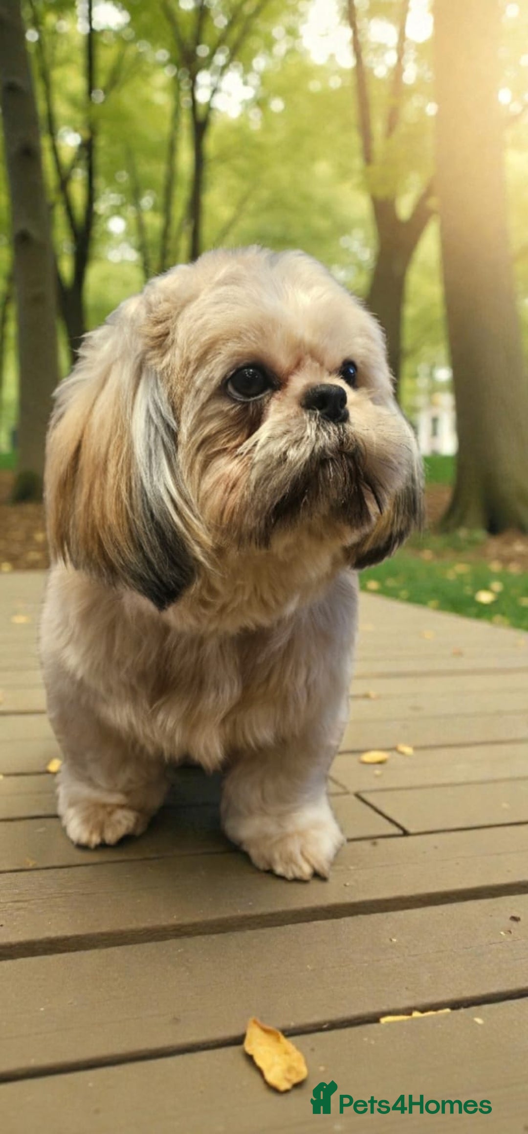 Shih Tzu dogs for sale: 💞TOP QUALITY 💞ADULT SHIH TZU 💞 - Advert 9