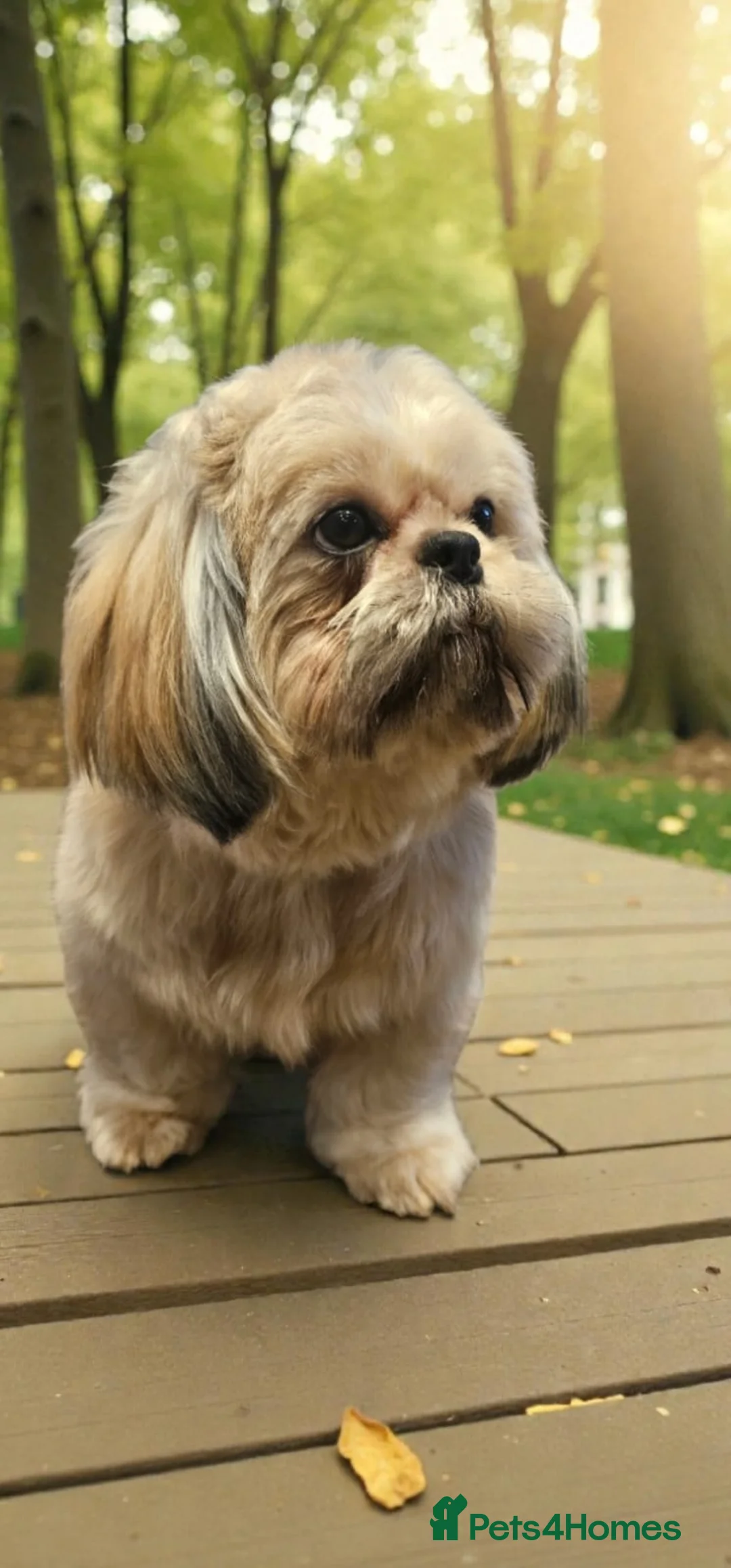 Shih Tzu dogs for sale: 💞TOP QUALITY 💞ADULT SHIH TZU 💞 - Advert 11