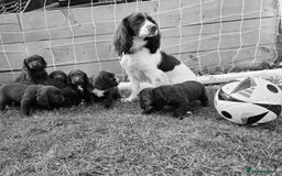 Cocker Spaniel dogs for sale: WORKING dna clear cocker spaniels  - Image 9