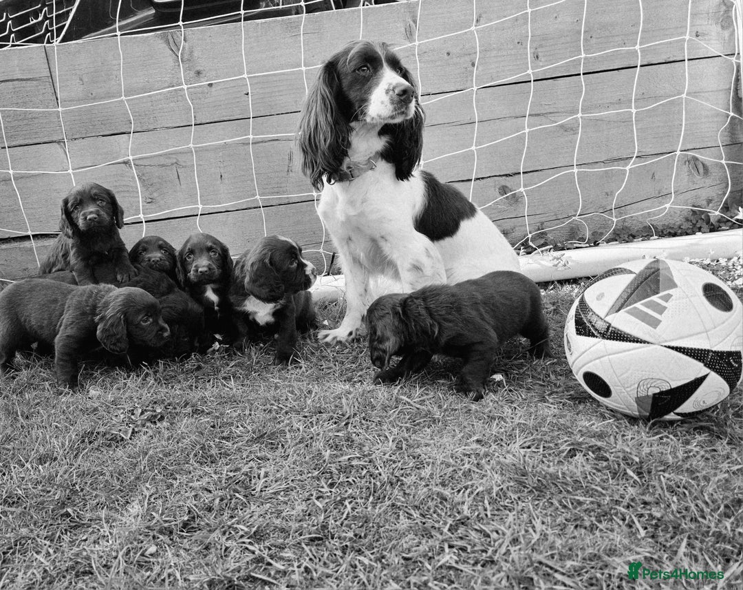 Cocker Spaniel dogs for sale: WORKING dna clear cocker spaniels  - Image 9
