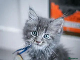 Maine Coon cats Chunky full Maine coon kittens ready now £795 - Advert 1