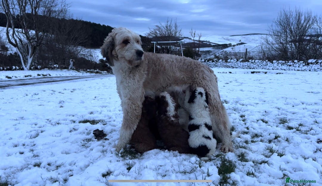 Bernedoodle dogs for sale: Bernedoodle F1B puppies - Advert 17