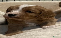 Cavapoo dogs for sale: 🐶🐩ADORABLE MINIATURE CAVAPOOS🐩🐶 - Image 18