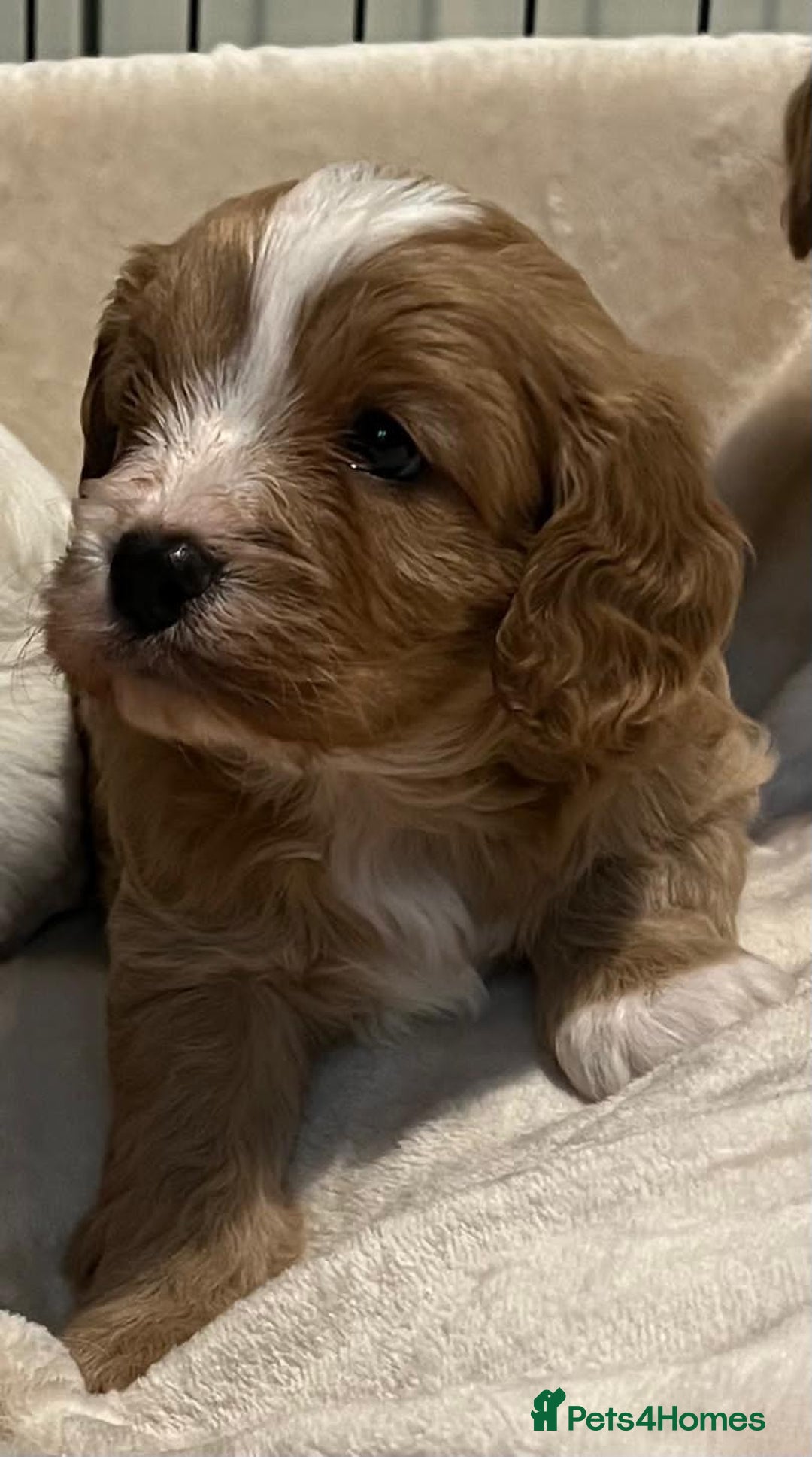 Cavapoo dogs for sale: 🐶🐩ADORABLE MINIATURE CAVAPOOS🐩🐶 - Image 18