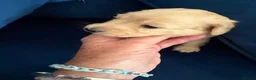 Miniature Dachshund dogs for sale: READY NOW Pure cream mini long haired pups - Advert 14