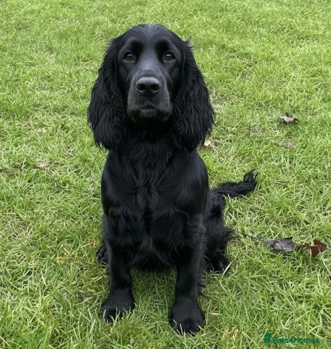 Cocker Spaniel dogs for sale: Cocker Spaniel Puppies - Advert 9