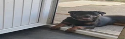 Rottweiler dogs for sale: Beautiful Rottweiler pups  - Advert 5