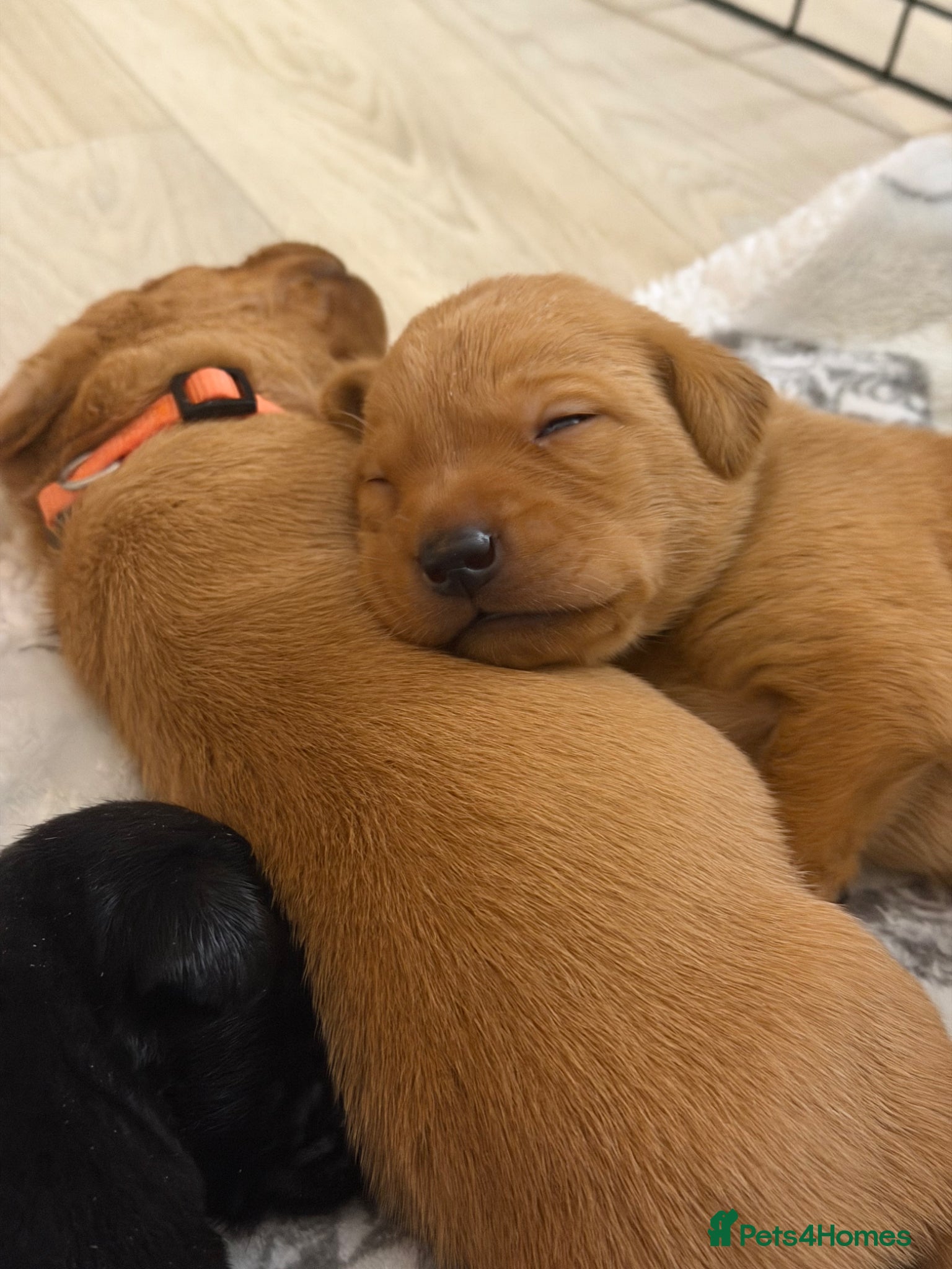 Labrador Retriever dogs Fully Health Tested Working Labradors  - Advert 2