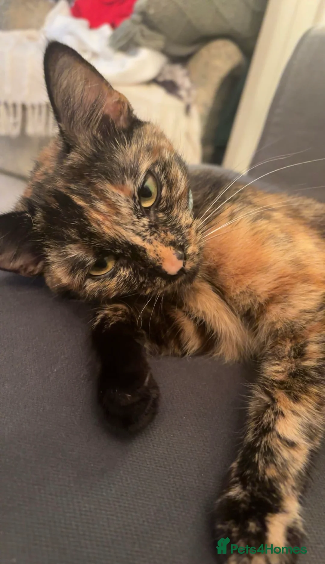 Mixed Breed cats for sale: 1 year old tortoiseshell cat - Advert 2