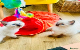 Ragdoll cats for sale: Ragdoll Kittens  - Image 3