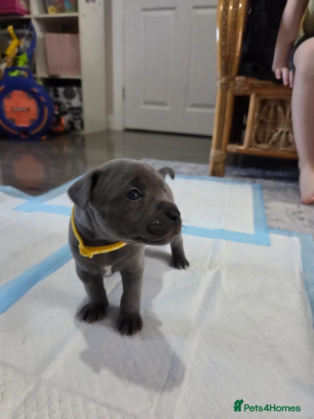 Staffordshire Bull Terrier dogs for sale: Staffordshire bull terrier blue-white - Advert 11