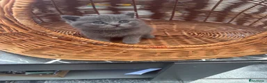 British Shorthair GREEN 