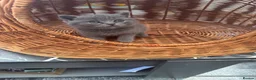 British Shorthair cats for sale: Gorgeous teddy British sh/l hair kittens,GCCF stud - Advert 23