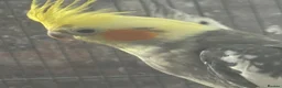 Cockatiels birds for sale: Bonded Pair of Cockatiels (Male & Female) - Advert 8