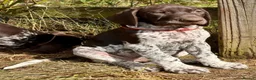 German Shorthaired Pointer dogs for sale: Healthy,Happy KC Registered GSP pups.  - Advert 26