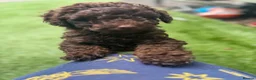 Toy Poodle dogs for sale: Toy poodle girl in Pontyclun - Advert 7