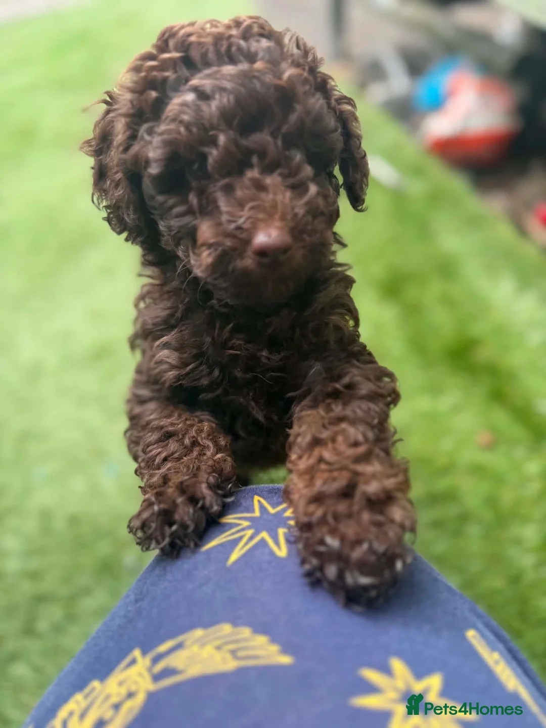 Toy Poodle dogs for sale: Toy poodle girl in Pontyclun - Advert 7