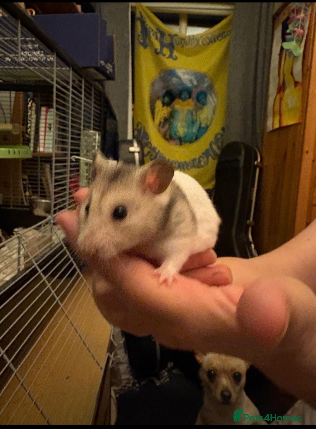 Hamster rodents for sale: Syrian hamster - Image 8