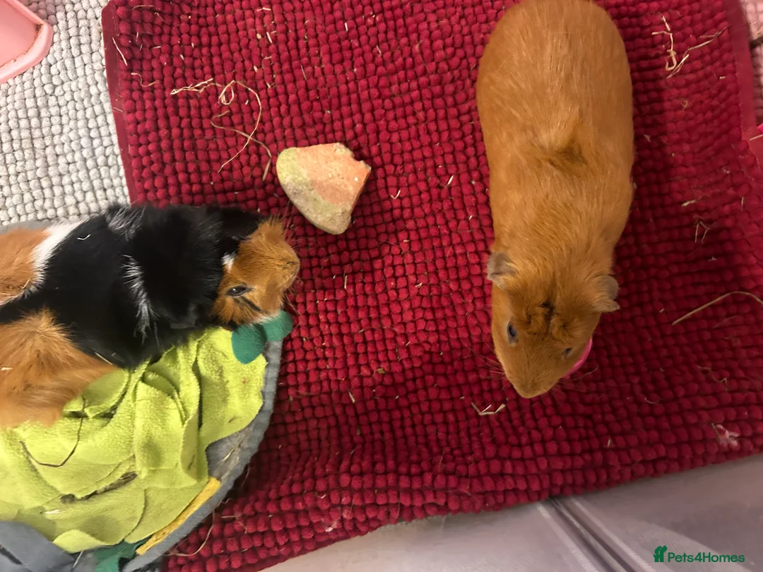 Guinea Pig rodents for sale: 2 Male Guinea Pigs - Advert 2