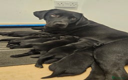 Labrador Retriever dogs for sale: 2 beautiful girls - Advert 1