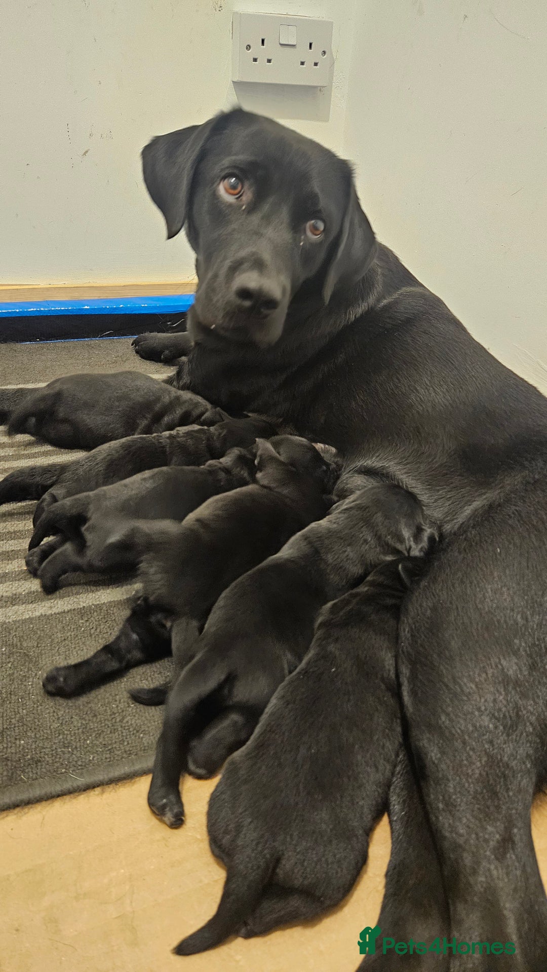 Labrador Retriever dogs for sale: 2 beautiful girls - Advert 1