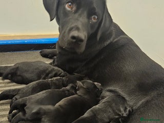 Labrador Retriever dogs for sale: 2 beautiful girls - Advert 1