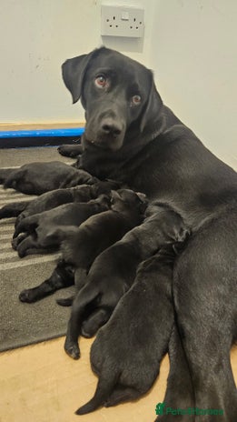 Labrador Retriever dogs 2 beautiful girls - Advert 7