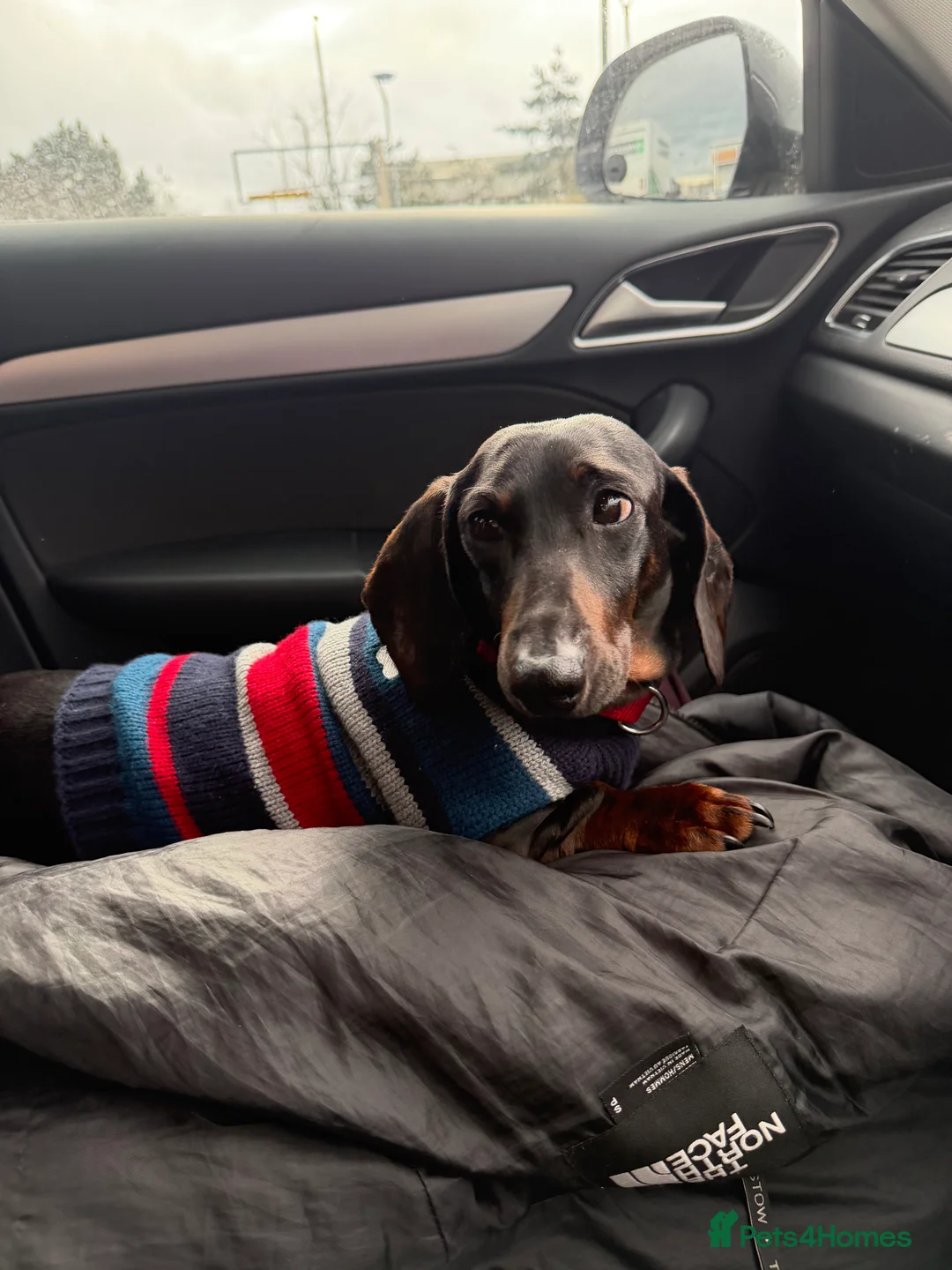 Miniature Dachshund dogs for sale: Male Dachshund for rehome - perfect boy!  in Deal - Advert 6