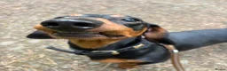 Miniature Dachshund dogs for sale: Nugget in Rowlands Gill - Advert 6