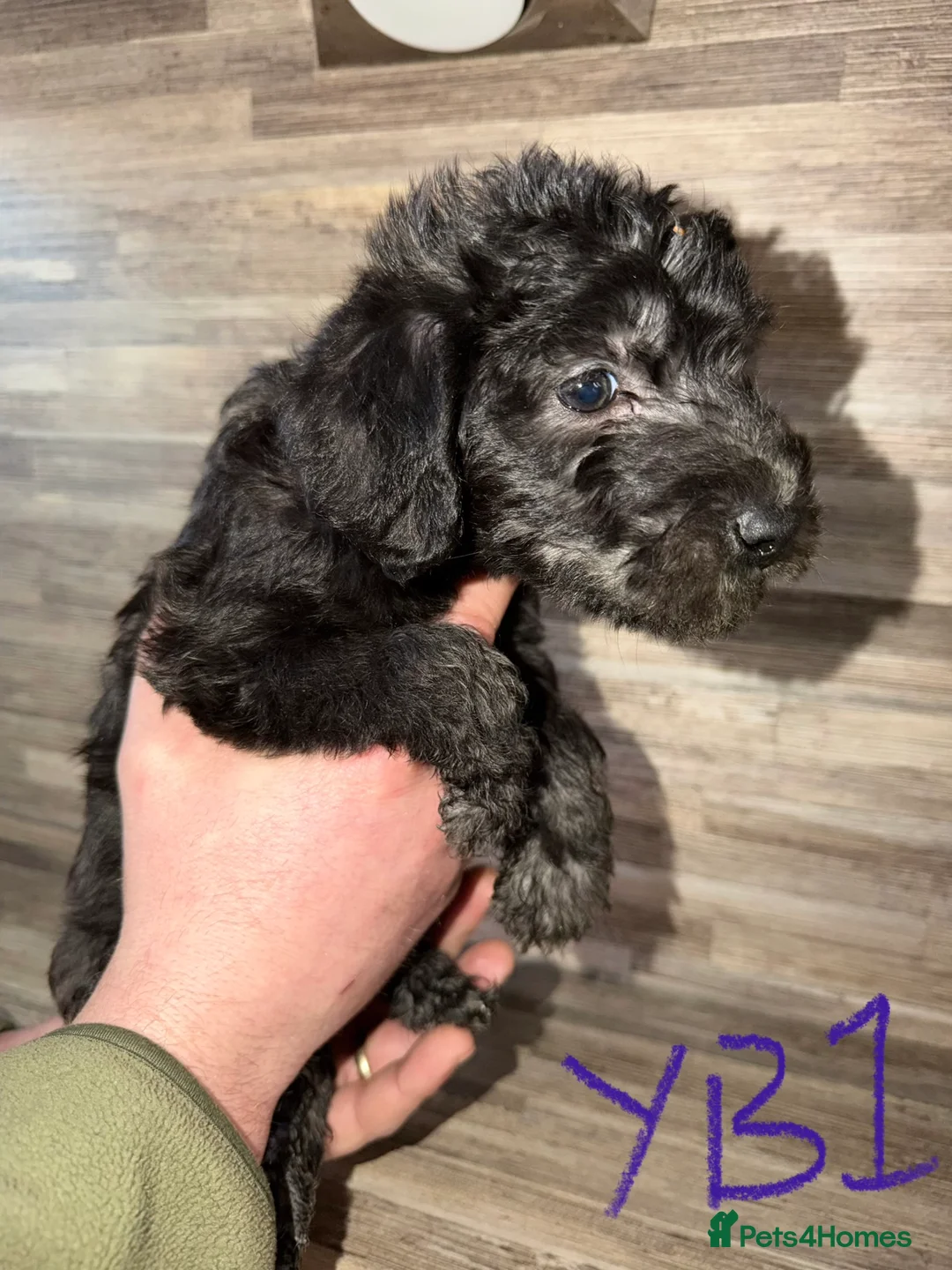Mixed Breed dogs for sale: Bedlington terrier/collie whippet mix  - Advert 16
