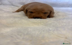 Labrador Retriever dogs for sale: KC REGISTERED DNA TESTED LABRADOR PUPPIES - Image 12